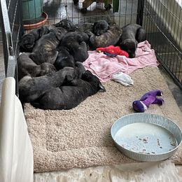 Lurcher Puppies from Sharp Turn Lurchers