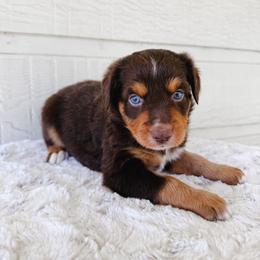 Hershey - Red tri male Toy Australian Shepherd puppy in Pollok, Texas from Pineywoods Pups