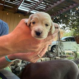 Cream boy 1 - Cream male Dachshund puppy in Walla Walla Valley, Oregon from English Cream Dachshunds
