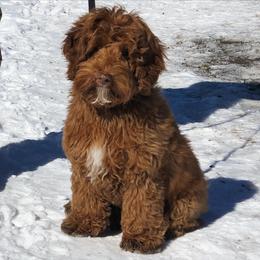 Wallace - Australian Labradoodle