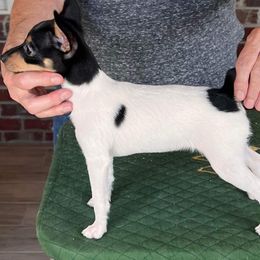 Mudi and Toy Fox Terrier All Grown Up from JANUS SHOW DOGS "Mudis"
