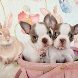 Boston Terrier Puppies from Our Gang Bostons