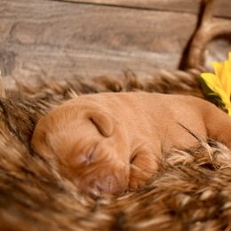 Labrador Retriever Puppies from TNT Elite Labradors