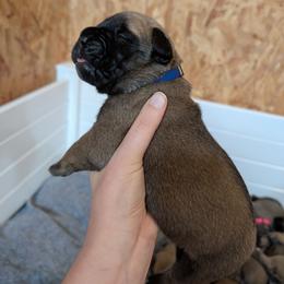 Dark blue boy - Fawn male Bullmastiff puppy in Lorena, Texas from Central Texas Bullmastiffs