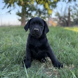 Purple Collar Boy (Black) - Black male Labrador Retriever puppy in Corning, California from Raven's Labradors