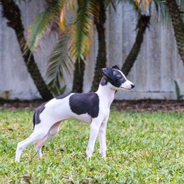 Italian Greyhound Puppies from Quality Italian Greyhounds