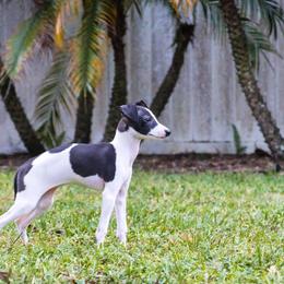 Italian Greyhound Puppies from Quality Italian Greyhounds