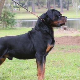 Rottweiler puppies from DiamondH