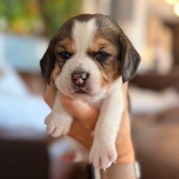 Pearl - Black white and tan female Beagle puppy in Norco, California from Prairie Tail Beagles