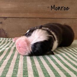 Monroe - Black tri-color female Australian Shepherd puppy in Kearney, Nebraska from Helix Aussies