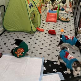 Golden Retriever, Miniature American Shepherd, and Siberian Husky Puppies from HuskiesAndGoldensWithFinesse