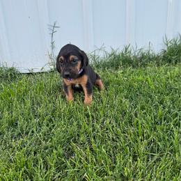Girl 2 - Black and tan female Bloodhound puppy in Tahlequah, Oklahoma from HNH Hounds
