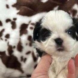 Demi - Shih Tzu