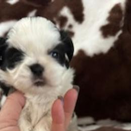 Demi - Shih Tzu