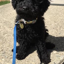 Poodle Puppies from Wilcox Breeding Service