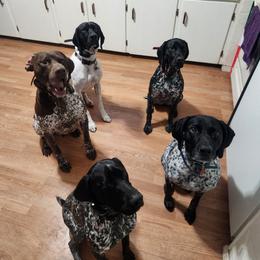 German Shorthaired Pointer All Grown Up from Lake Effect GSP's