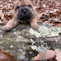 Rose - Fawn sable female Chinese Shar-Pei puppy in North Carolina from Amy Mahaffey's Chinese Shar-Pei