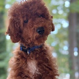 Banks - Red  male Poodle puppy in Carrollton, Georgia from Doods&Brews Poodles&Doodles