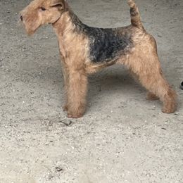 Lakeland Terrier All Grown Up from Paisley Lakelands