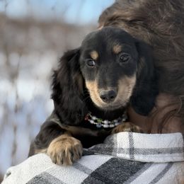 Kedron 3200dollars - Black and cream male Dachshund puppy in Crystal, Michigan from Mare-bella Dachshunds