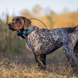 Kai - German Shorthaired Pointer