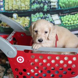 Alvin - Cream male Dachshund puppy in Pace, Florida from Shoebox Doxie’s