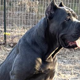 Cane Corso from Hazel’s House of Cane Corso