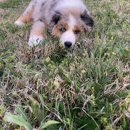Miniature American Shepherd Puppies from Paris Miniature Americans