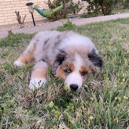 Miniature American Shepherd Puppies from Paris Miniature Americans