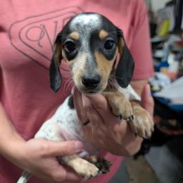 4 Bow Risser - Black and cream male Dachshund puppy in Central Point, Oregon from MRS Long Dog Ranch