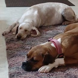 Boxers and Goldendoodles from PuppyLove