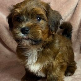 Jasper - Red male Havanese puppy in Maryville, Missouri from Dreamworks Havanese