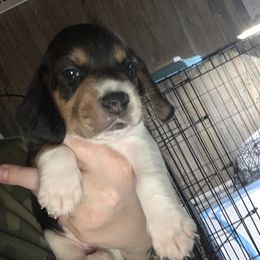 Beagle Puppies from C.R.P. Kennels