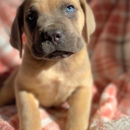 Cane Corso Puppies from River Bluff Cane Corsos