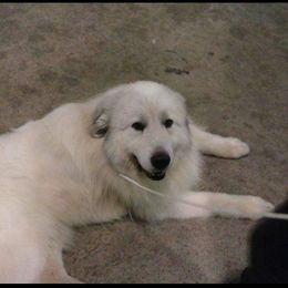 Cocker Spaniel and Great Pyrenees All Grown Up from Maple Way
