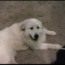 Cocker Spaniel and Great Pyrenees All Grown Up from Maple Way