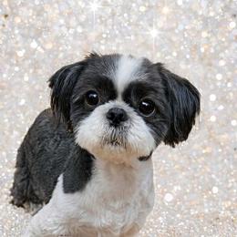 Angel - Shih Tzu