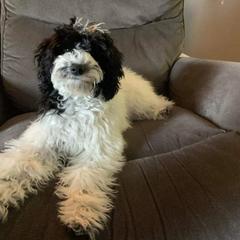 Cockapoo and Golden Mountain Doodle Puppies from Doodles of Joy