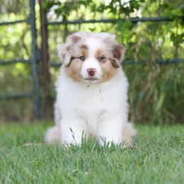 Rmf - Red merle female Australian Shepherd puppy in Stephenville, Texas from Diamond H Aussies