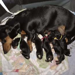 Dachshund puppies from Lee Doxies