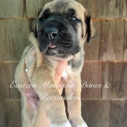 Doc - Fawn male Great Dane puppy in Hermon, Maine from Eastern Mountain Danes & Rottweilers