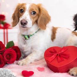 American Corgis and Dachshunds from Werpstead Shorties