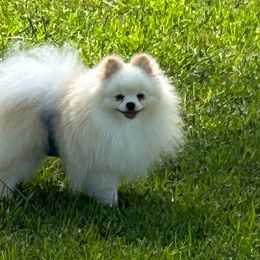 Miyagi - Pomeranian