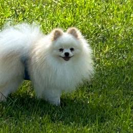 Miyagi - Pomeranian