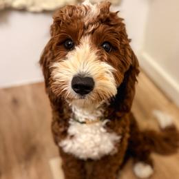 Willard - Goldendoodle