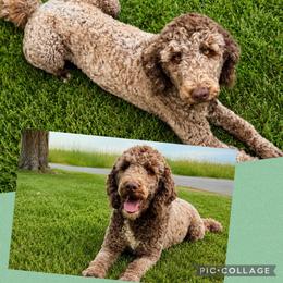 Enola - Bernedoodle