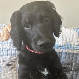 Holly - Phantom female Goldendoodle puppy in Benson, North Carolina from Yvonne❤️Goldendoodles