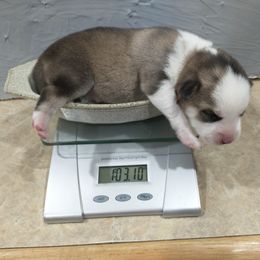 Pomsky Puppies from Promise Land Pomskies