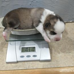 Pomsky Puppies from Promise Land Pomskies