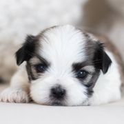 Maltipoo, Shichon, and Shihpoo Puppies from Timbercreek Puppies